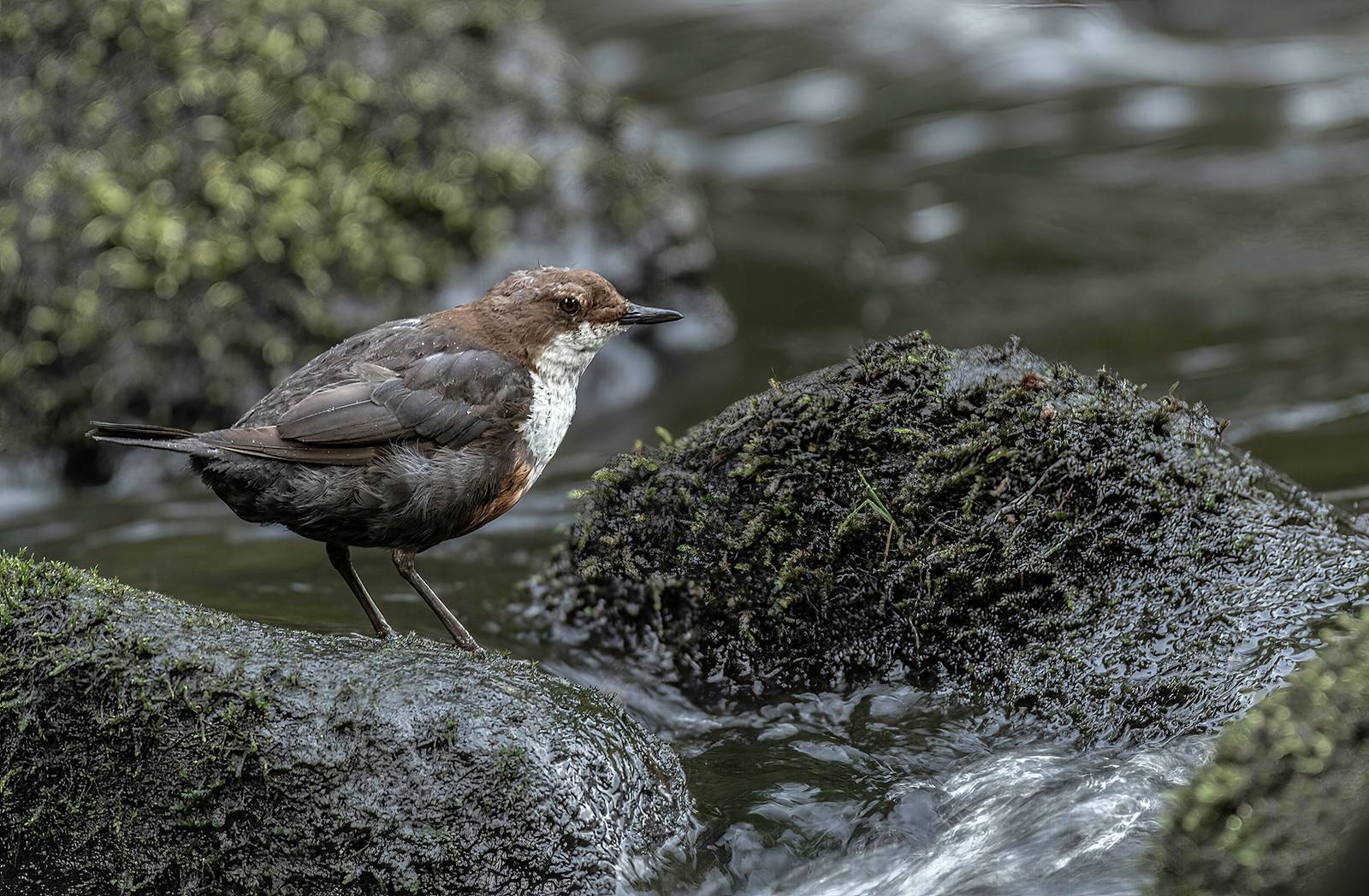 Dipper-on-the-River_268_pnt
