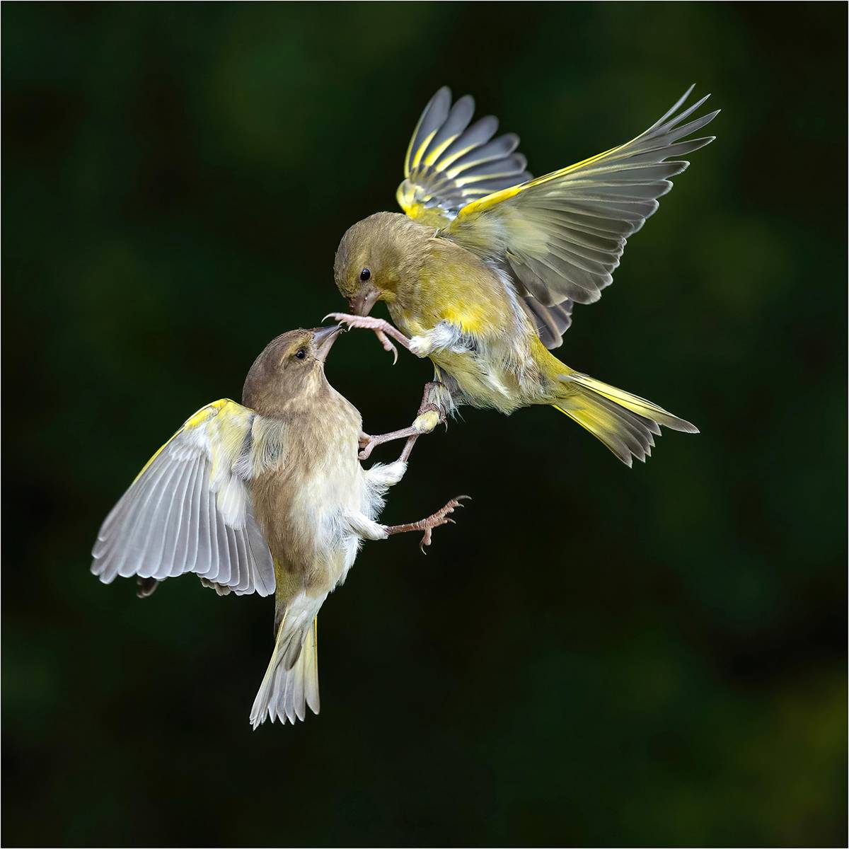 Greenfinch-Grapple_204_pnt