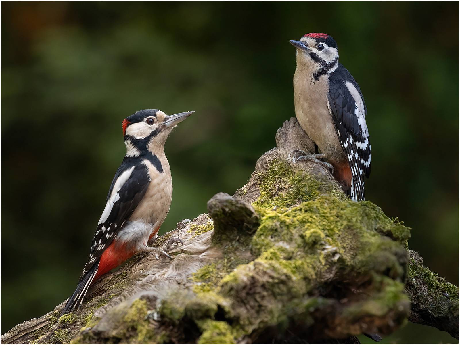 Male-with-young-Woodpecker_204