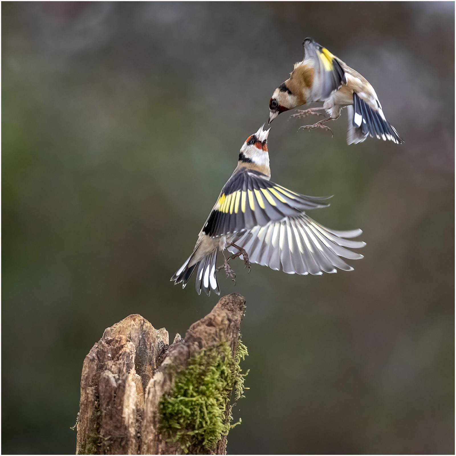 Two-Goldfinches_204n