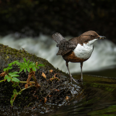 Dipper-on-the-River