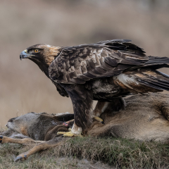 Golden-Eagle-on-Deer-Carcass