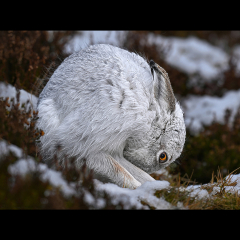 Hare-Ball