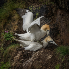 Mating-Gannets