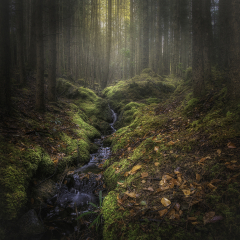 Misty-Woodland-Stream