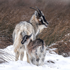 Nanny-and-Kid-braving-the-elements