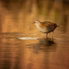 Water-Rail-in-Golden-Light