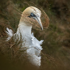 Windswept-Northern-Gannet