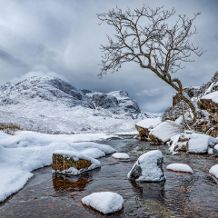 Winter-Rowan