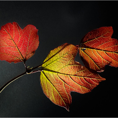 Autumn-Contrast_93_C