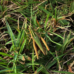 Camoflage_236