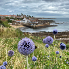 Crail_215
