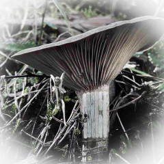 Fairy-House_82_c.