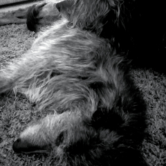 Hairy-Pillow_136