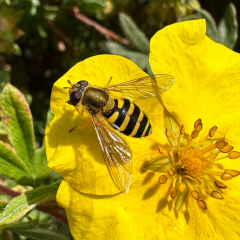 Hoverfly-Launch-pad_243