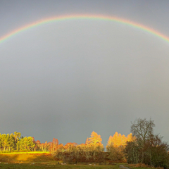 Spey Rainbows