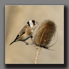 Goldfinch feeding ns
