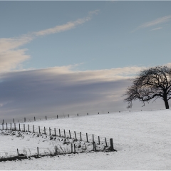 Tree in Winter Field93