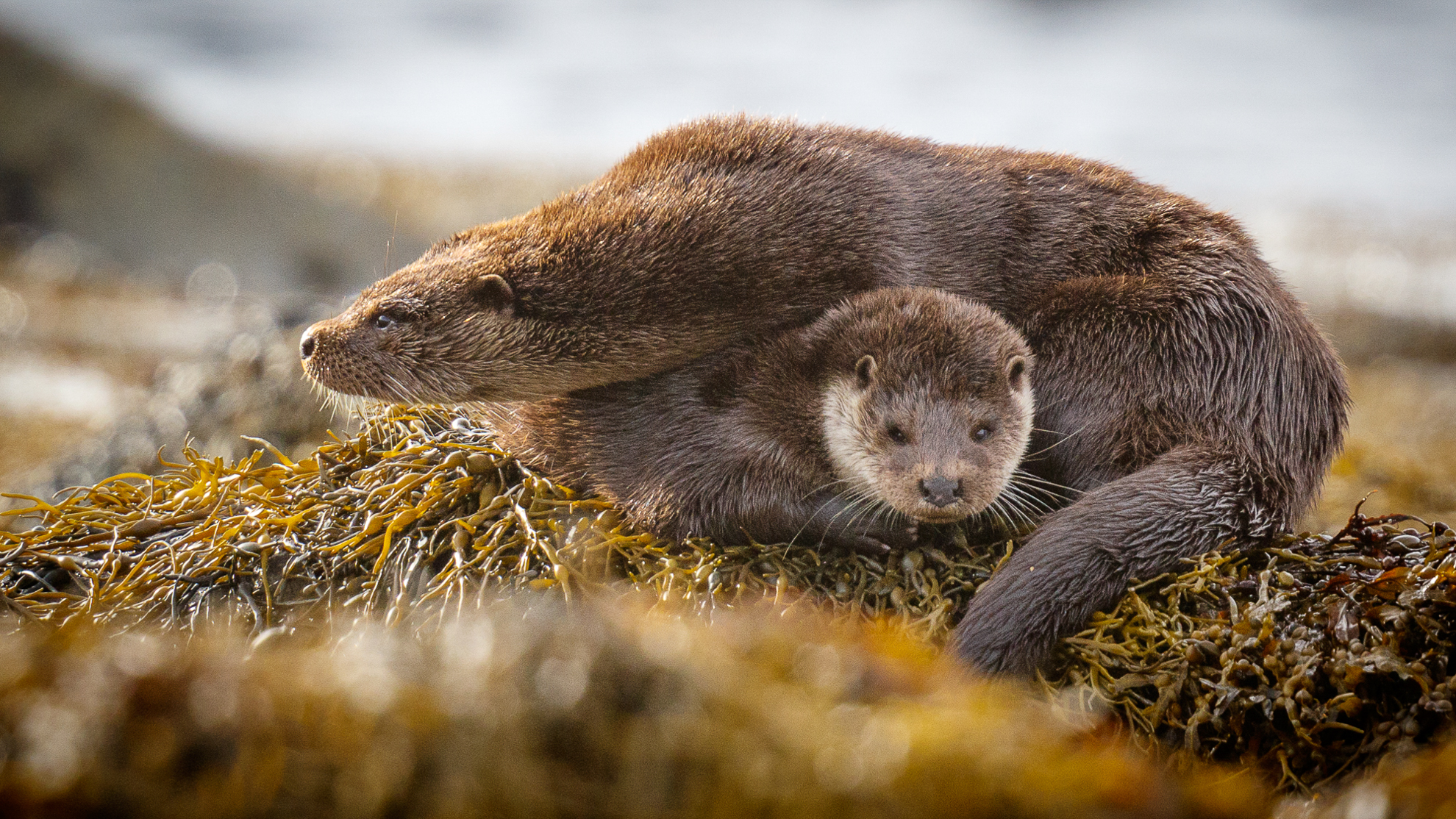 10 Otters (mother and cub) in Loch na Cille