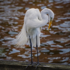 Great Egret - Richard Hoskins