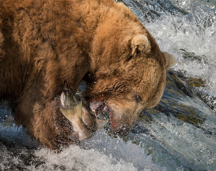 Brown-Bear-Fishing-Peter-Paterson