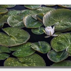 Alan Gray - Alba Native Water Lily_