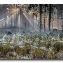 Alan Gray - Daybreak in spider woods