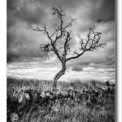 Alan Gray - Lone tree