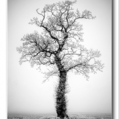 Alan Gray - On a cold & frosty Morning
