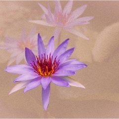 Water Lily