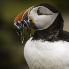 z005puffin_portrait_mem244 copy