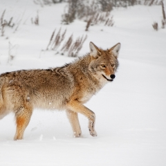 z02coyote Yellowstone 219