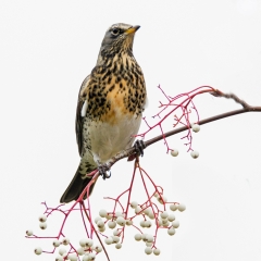 z04 Field fare on white rowan182