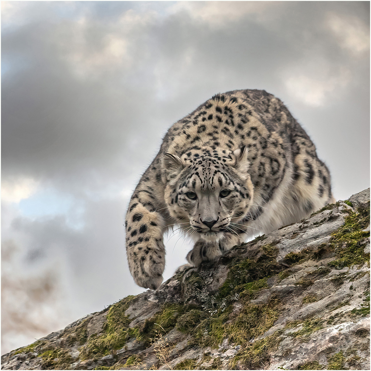 Snow-Leopard_204
