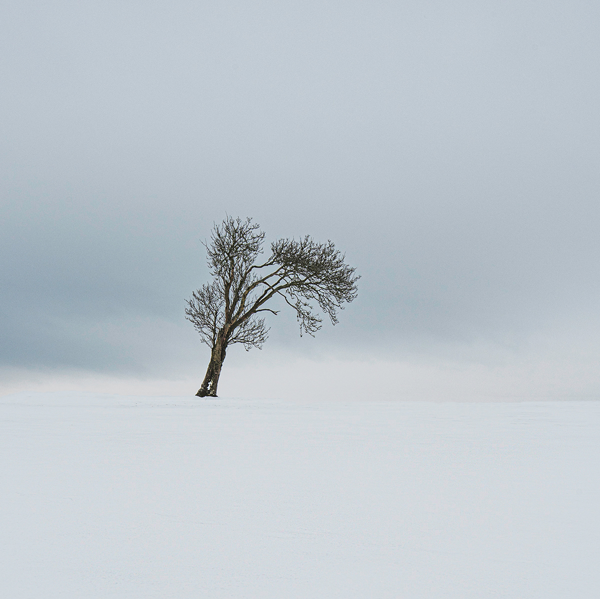 Winter-Tree_268
