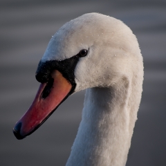 Swan Neck