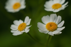 Soft Daisies