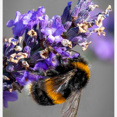 Buzzy-Gardening_82