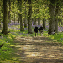 thumbnail_Stroll-in-the-Woods_82-pnt