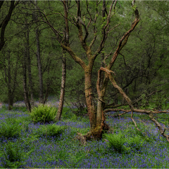 16-Spring-Blanket_298