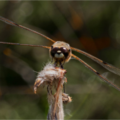 17-Eyes-of-a-Silent-Hunter_298