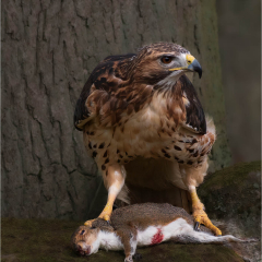 17_Guardian-of-the-Hunt_298