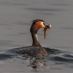 Grebe-Secures-a-Meal_298