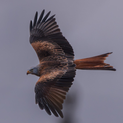 Kite-Flying-High_298