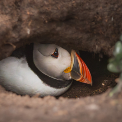Sheltering-Puffin_298