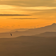 Sea Eagle at Dawn ,Sea Eagle at Dawn