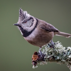 Crested Tit Mem 243