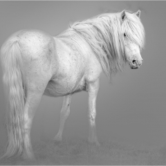 Eriskay Pony93