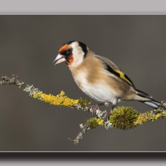 Goldfinch ns