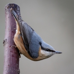 Nuthatch Mem 243